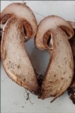 Cortinarius subferrugineus image