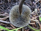 Panaeolus guttulatus image