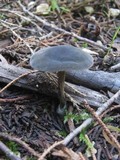 Panaeolus guttulatus image