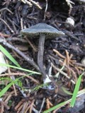 Panaeolus guttulatus image
