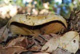 Cortinarius ponderosus image