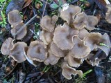 Craterellus lutescens image