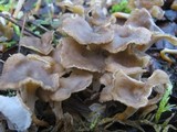 Craterellus lutescens image