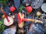 Hygrocybe miniata image