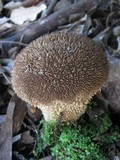 Lycoperdon echinatum image