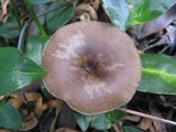 Pseudoclitocybe cyathiformis image