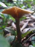 Pseudoclitocybe cyathiformis image