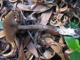 Pseudoclitocybe cyathiformis image