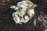 Lyophyllum decastes image