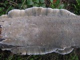 Coriolopsis gallica image