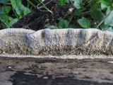 Coriolopsis gallica image