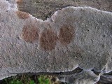 Coriolopsis gallica image