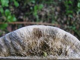 Coriolopsis gallica image