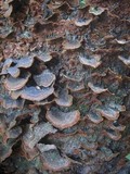 Hymenochaete rubiginosa image
