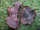 Hymenochaete rubiginosa image