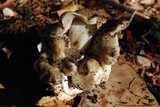 Lyophyllum decastes image