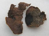 Hymenochaete rubiginosa image