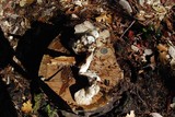 Lyophyllum decastes image