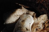 Lyophyllum decastes image