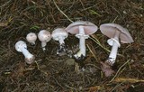 Agaricus hondensis image