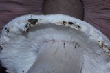 Agaricus hondensis image