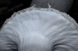 Agaricus hondensis image
