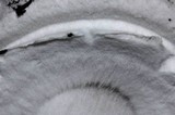 Agaricus hondensis image