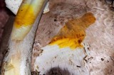 Agaricus hondensis image
