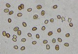 Agaricus hondensis image