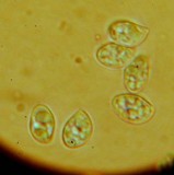 Lyophyllum semitale image