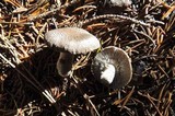 Tricholoma pardinum image