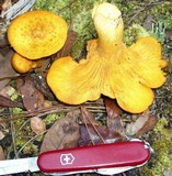Omphalotus subilludens image