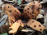 Chorioactis geaster image