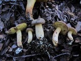 Boletus subtomentosus image