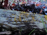 Dacrymyces stillatus image