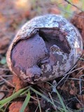 Calvatia cyathiformis image
