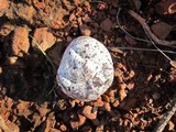 Calvatia cyathiformis image