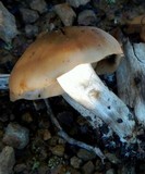 Lyophyllum semitale image
