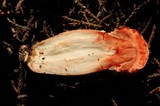 Agaricus brunneofibrillosus image