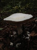 Amanita polypyramis image