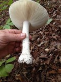 Amanita polypyramis image
