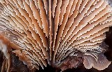 Lentinellus castoreus image