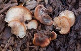 Lentinellus castoreus image