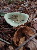 Russula aeruginea image