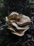 Bondarzewia berkeleyi image