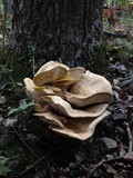 Bondarzewia berkeleyi image