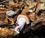 Cortinarius collinitus image
