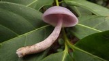 Lepista sordida image