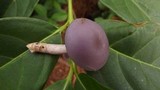 Lepista sordida image