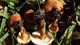 Gyroporus castaneus image